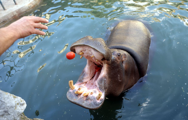 Нилски коњи нису угрожени